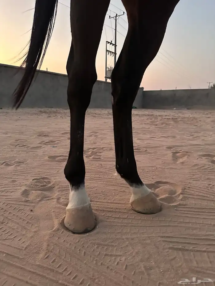 حصان ركوب وطرب 5