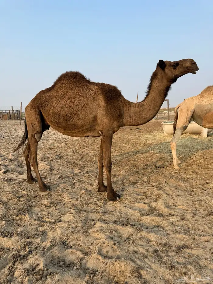 عشاير شرط ضرايب 2