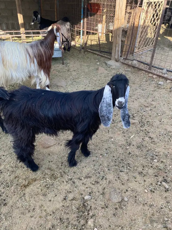 للبيع جفرة عارضيه 1