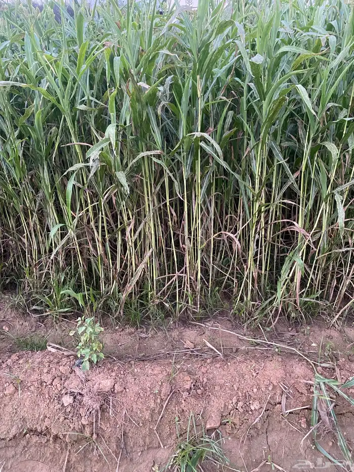 قصب للبيع 5