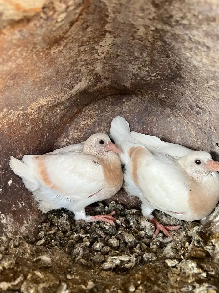 زغاليل حمام 9