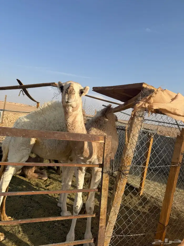 للبيع عشرا شقحاء معها بكره(تم البيع) 4