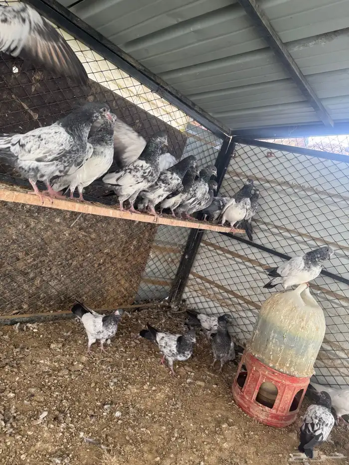 حمام بكستاني(تم البيع ) 2