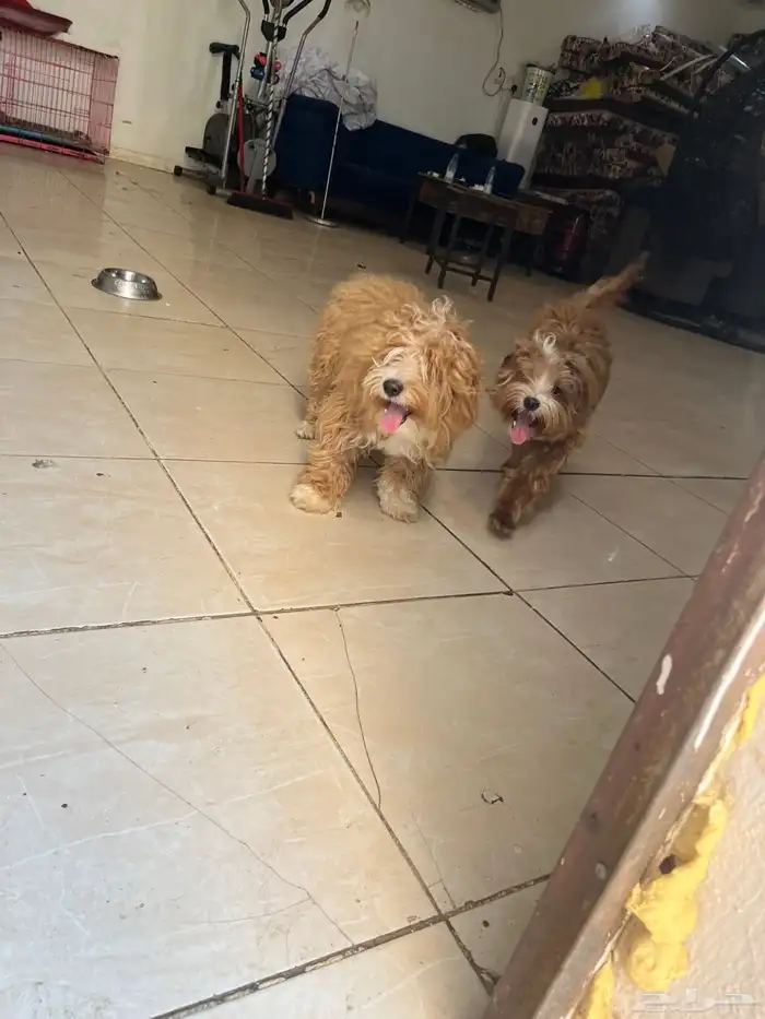 كلاب مالتيز 6