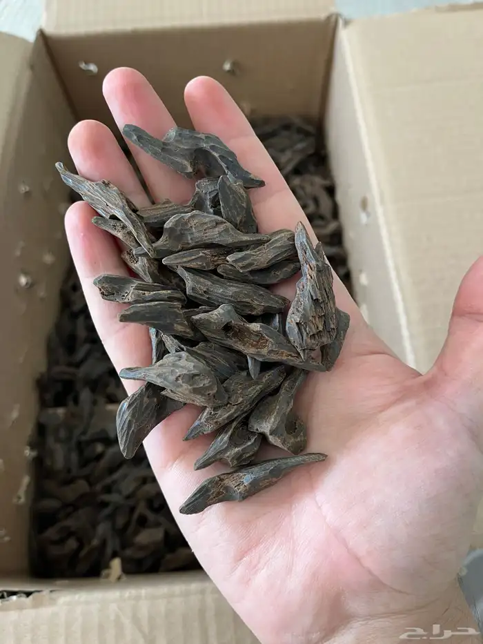 عود بنتلي العربية 2