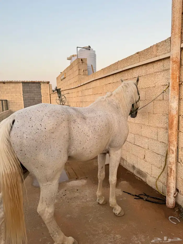 حصان واهو شيخ 7