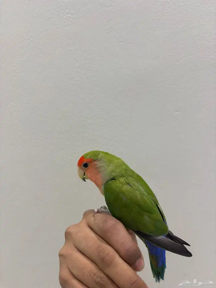 مكه النزهة 0