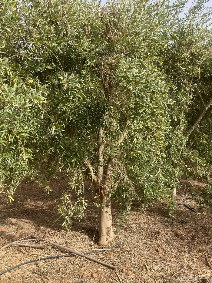 اشجار زيتون 11
