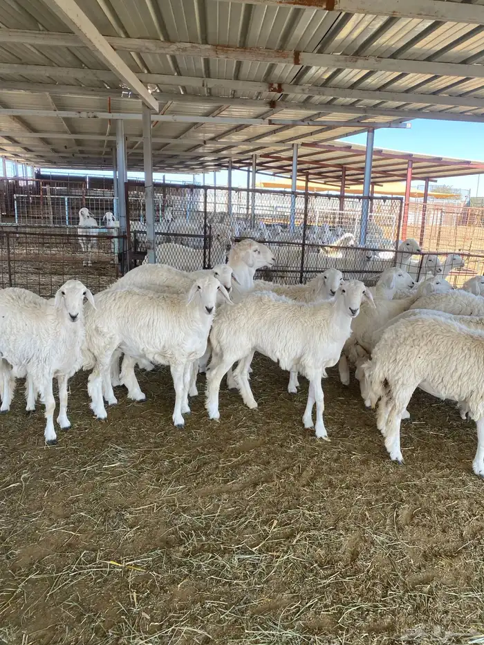 ( رخال جذعات دفيع مشروطة ) 4