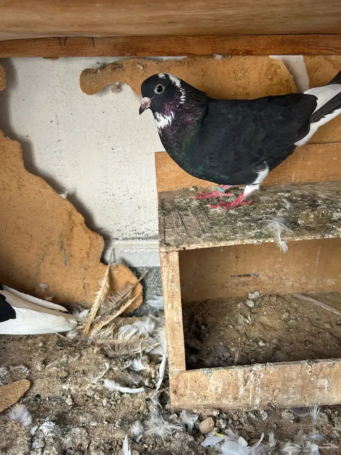 حمام غامدي قلابي 2