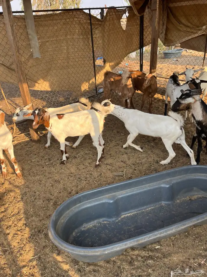 تيوس وجفار 2