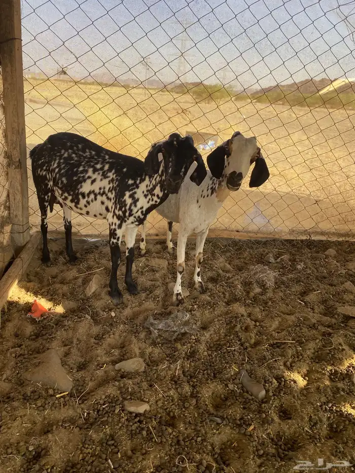 معزا بيشيات للبيع 1