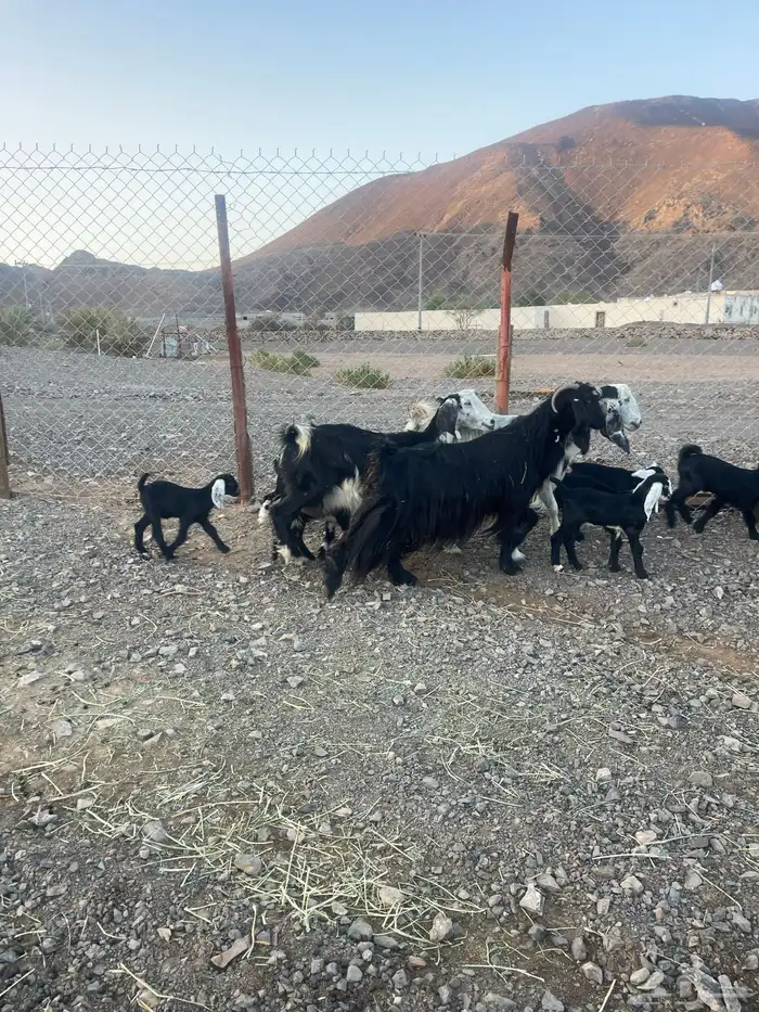 ( تم. البيع )معزاء متاويم للبيع 4