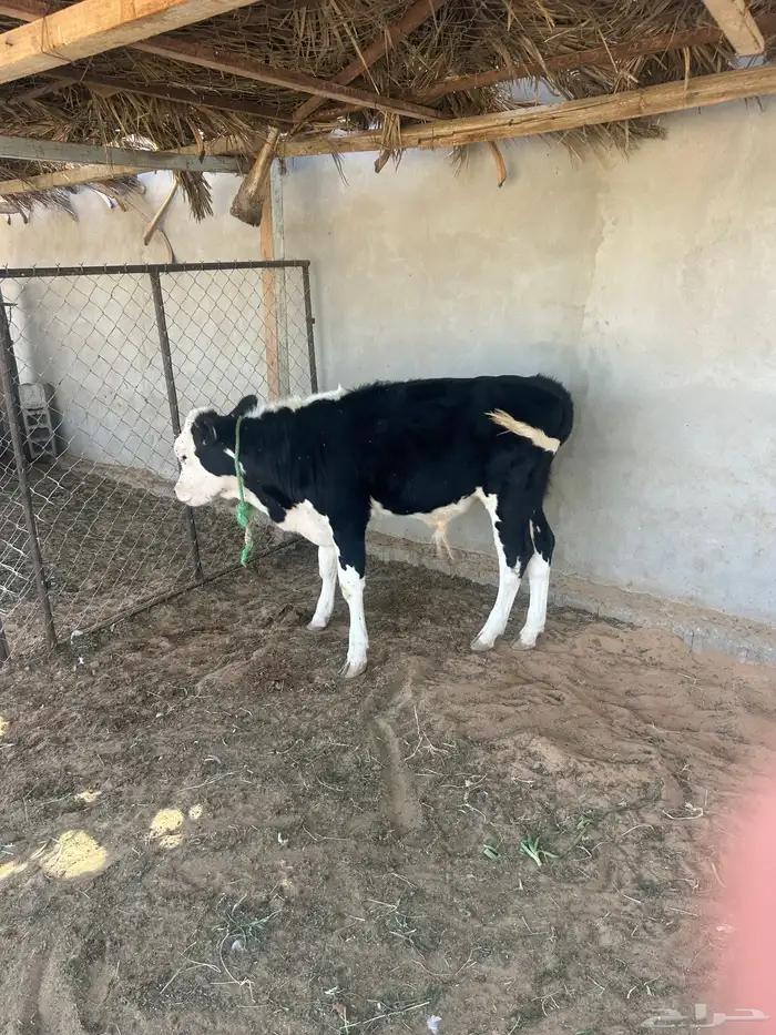 عجل سمين ذبح او تربيه 0