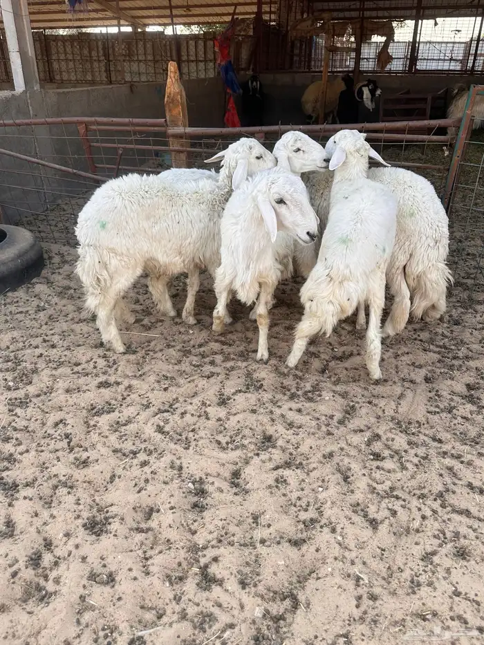 هرافى خرفان حري 1