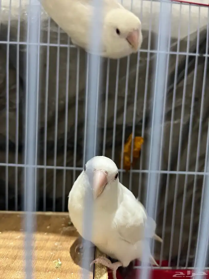 زوج روز للبيع قد انتج من قبل 2