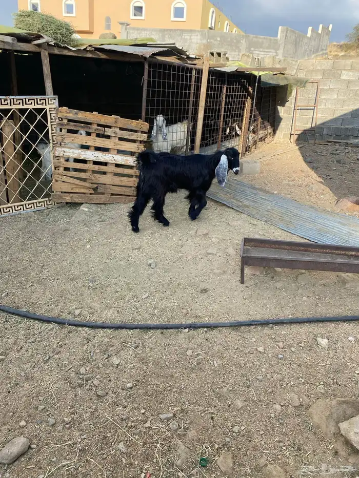 للبيع جفرة عارضيه 4