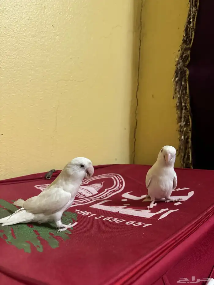 روز البينو عيون حمر 6