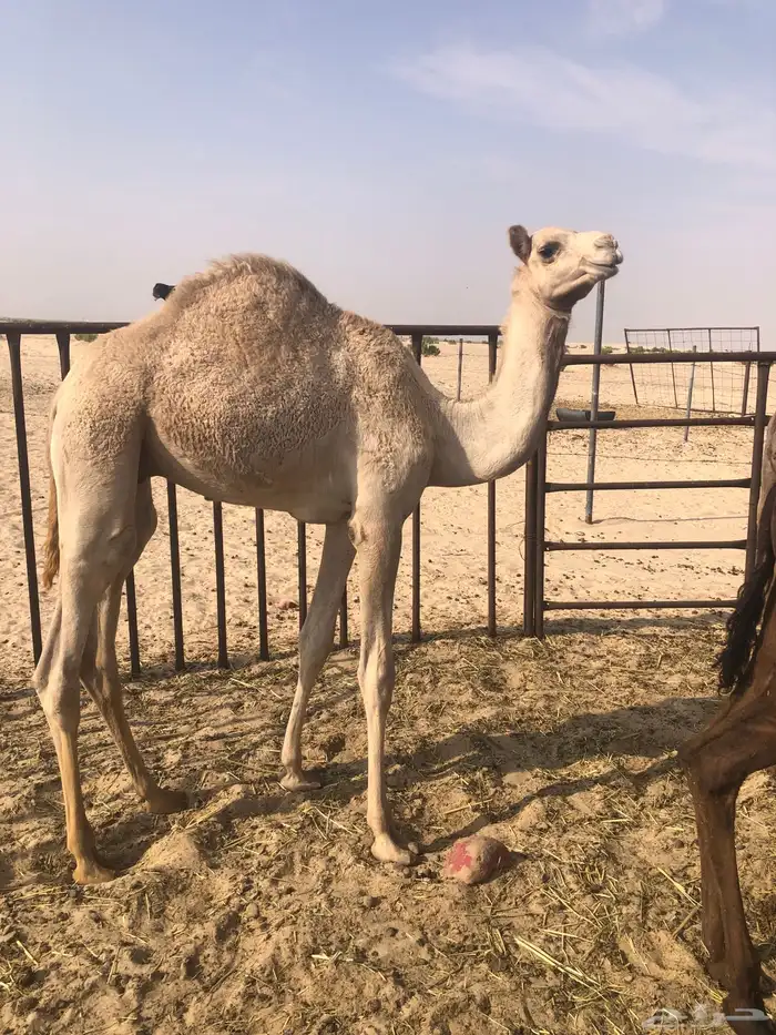 للبيع بكرتين وقعود 1