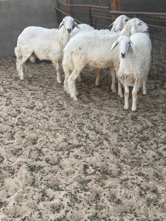 هرافى خرفان حري 14