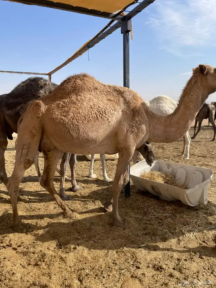 ابل للبيع عشاير البيع بدون عيالها 1