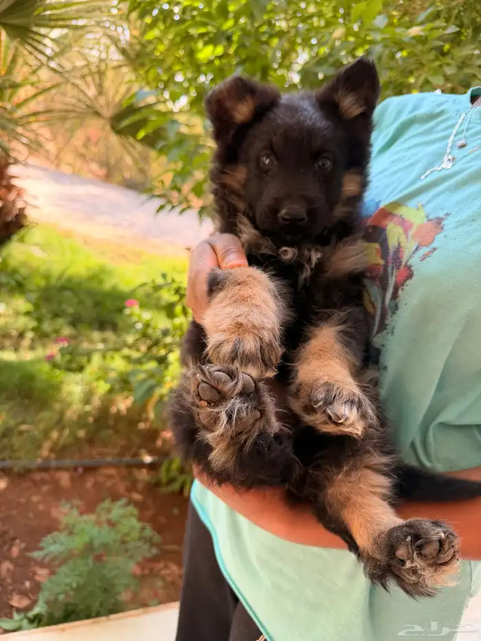 جيرمن شيبرد للبيع انثى 2