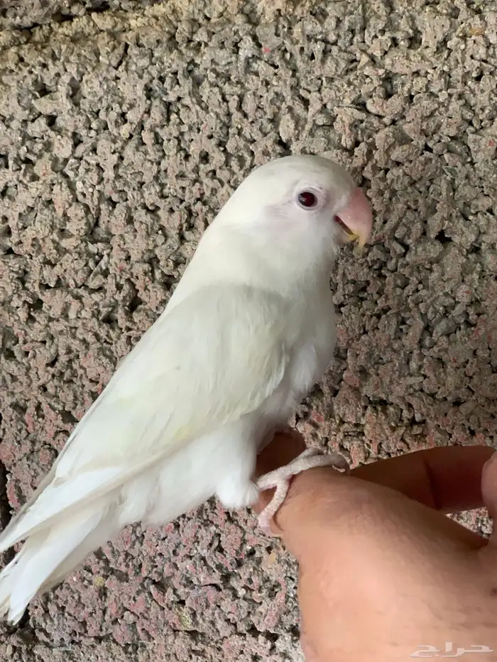 روز البينو اليف 0