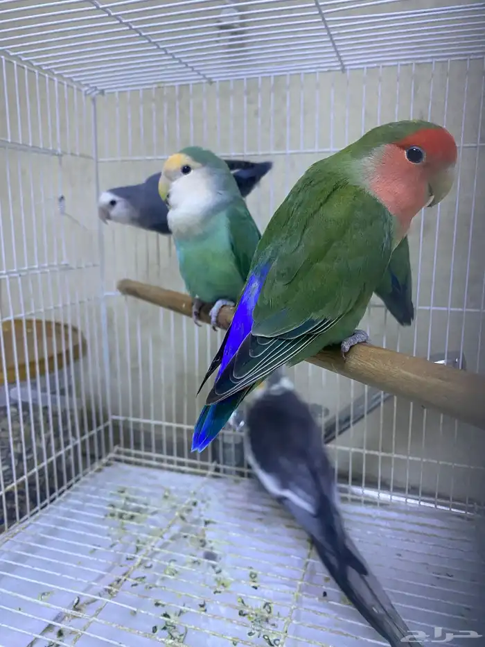 طيور روز و كروان و دره اسعارهم ممتازه 1