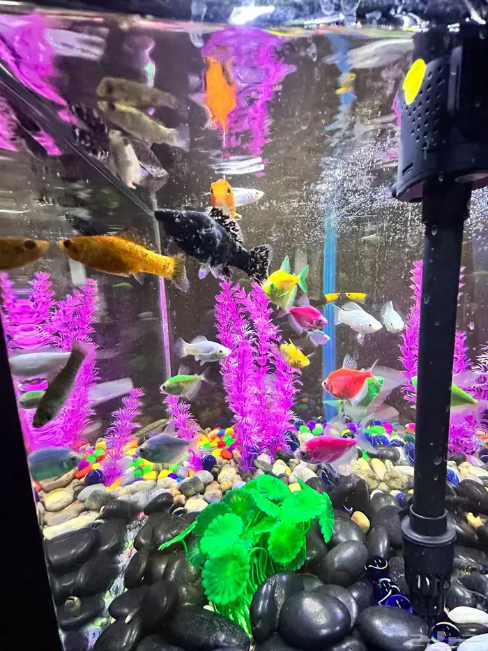 حوض سمك زينة للبيع كامل مع السمك استخدام شهر 6