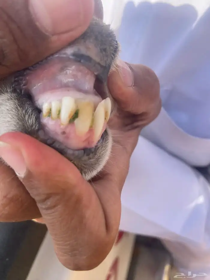 ثنايا متابيع 4