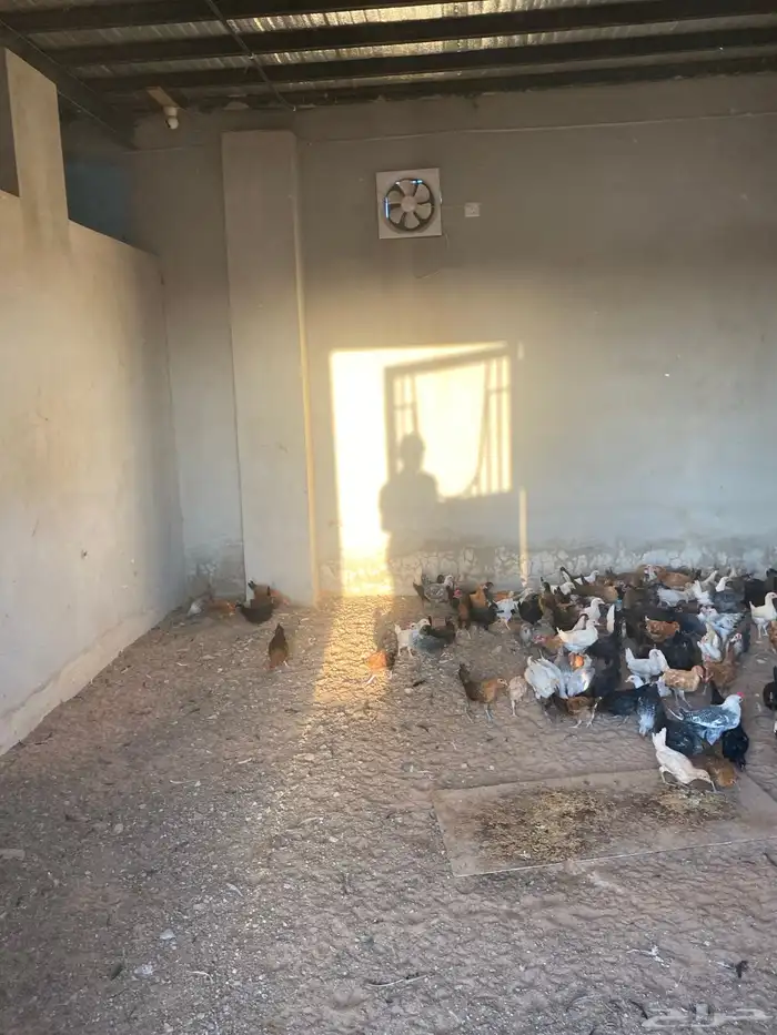 صوص بلدي العمر شهرين معها كم حبه تركي 9