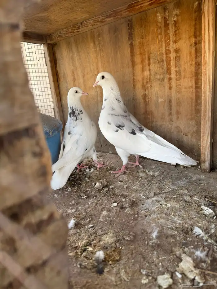 حمام قلابي قطيفي 3