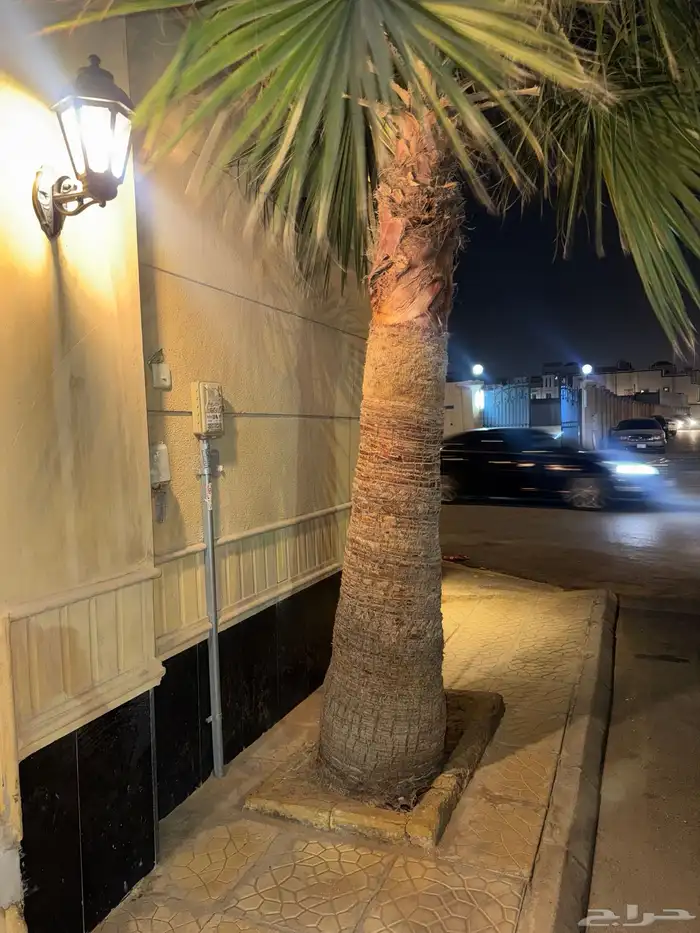 نخل واشنطني نخلات 6 4