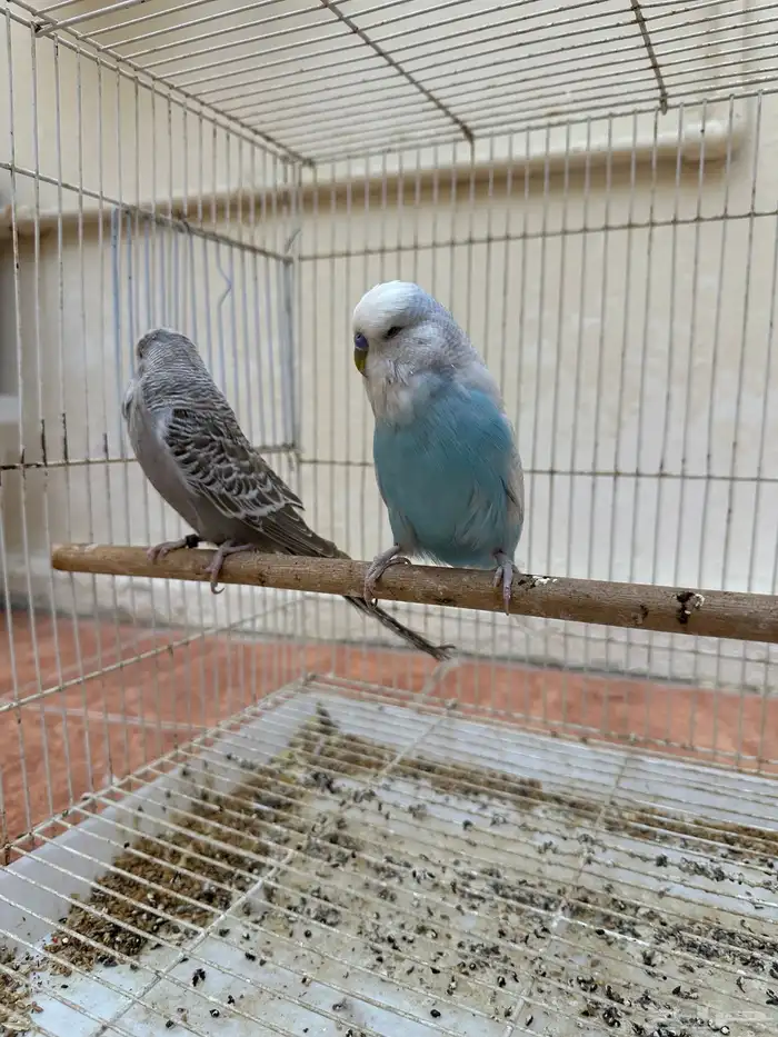 جوز طيور حب إنجليزي 2