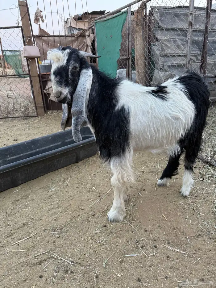 تيس مشروع فحل طيب 3