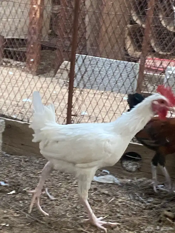 ديوك هجين وبلدي وفيومي 3