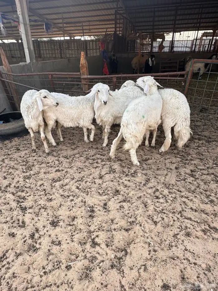 هرافى خرفان حري 2