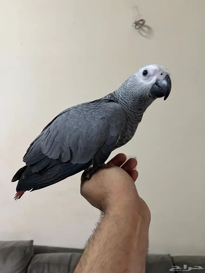 فروخ كاسكو 1