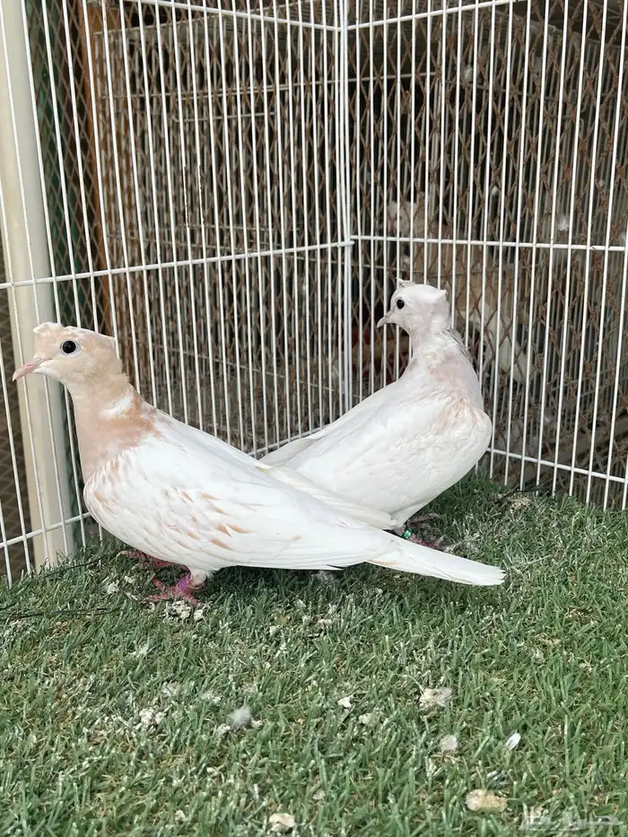 جوزياكريم اقرزل 2