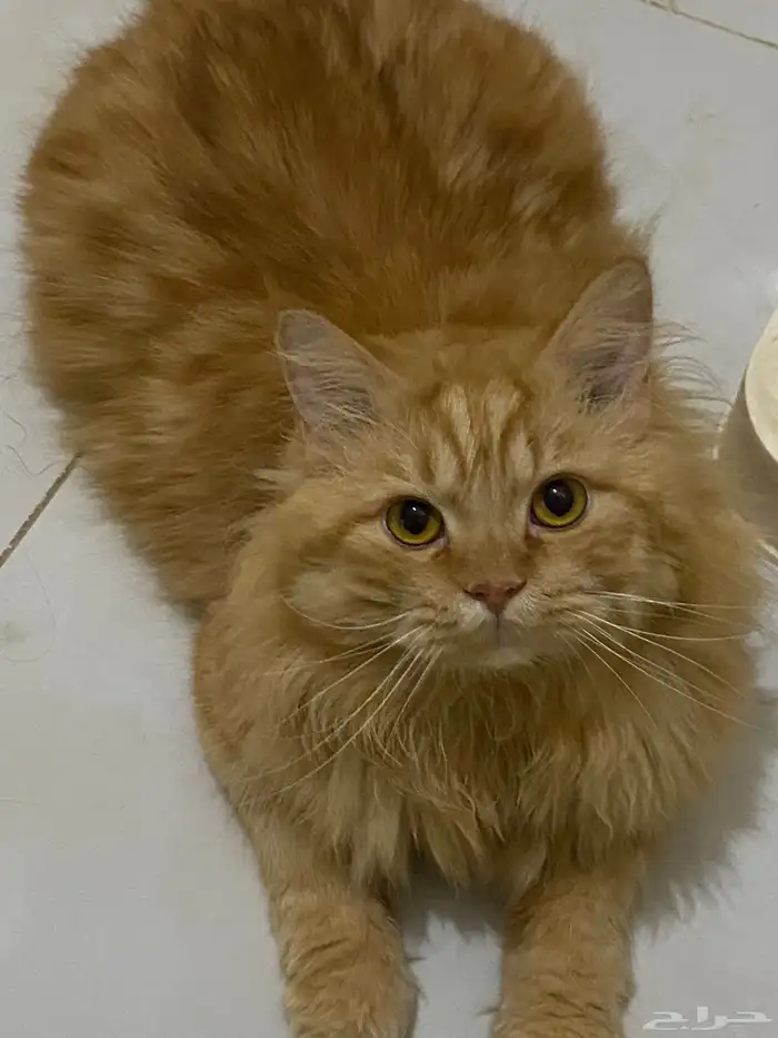 قط شيرازي لتبني 0