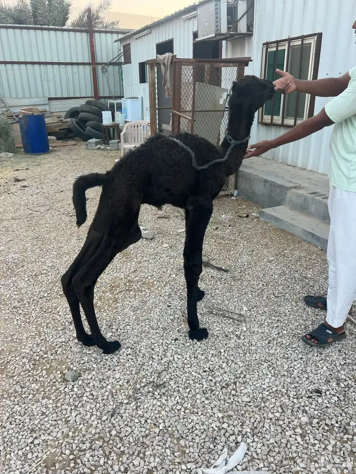 حوار شرط طيب حليب 0