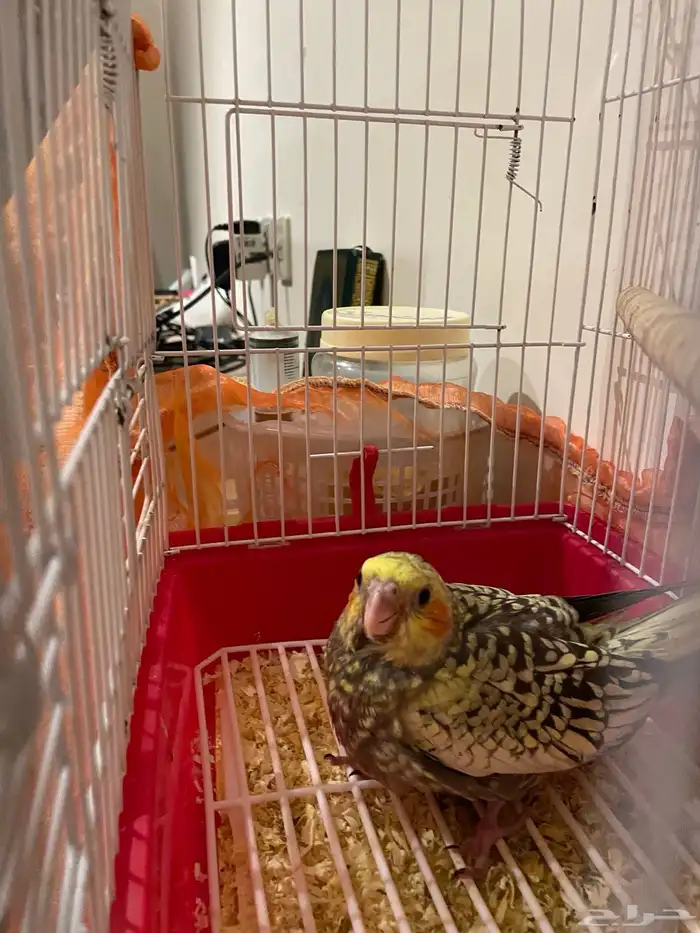 فرخ كروان البف للبيع 1