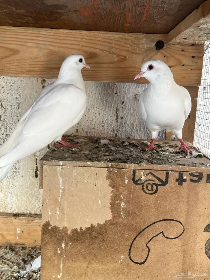 للبيع حمام صنعاني 3