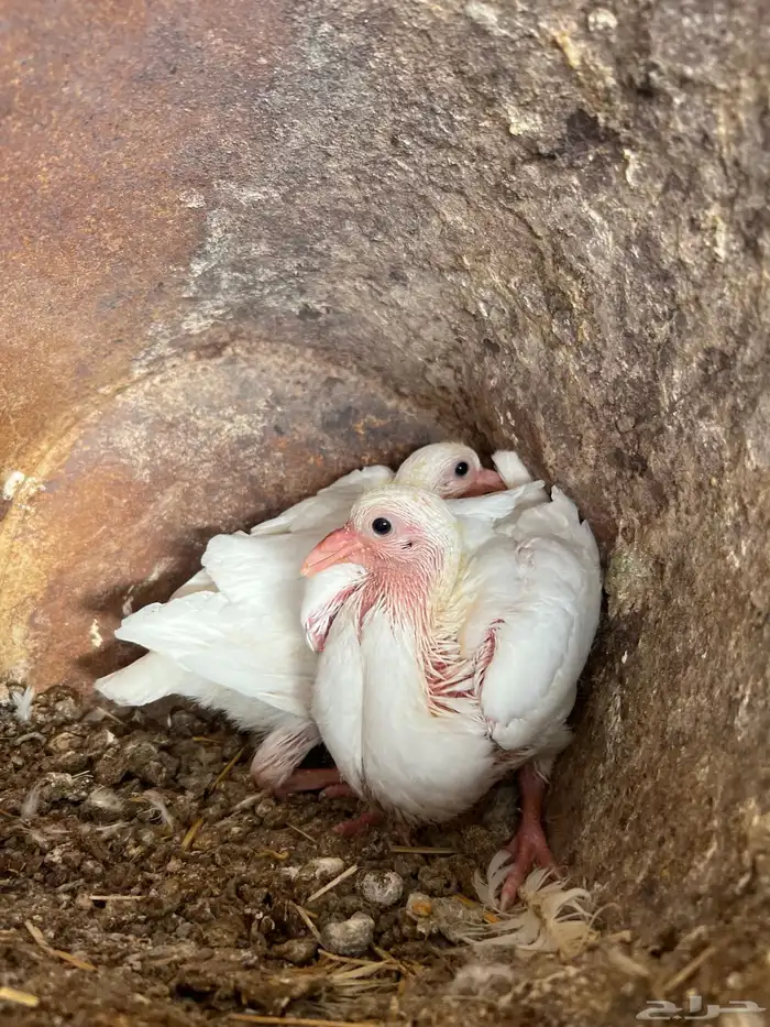 زغاليل حمام 2