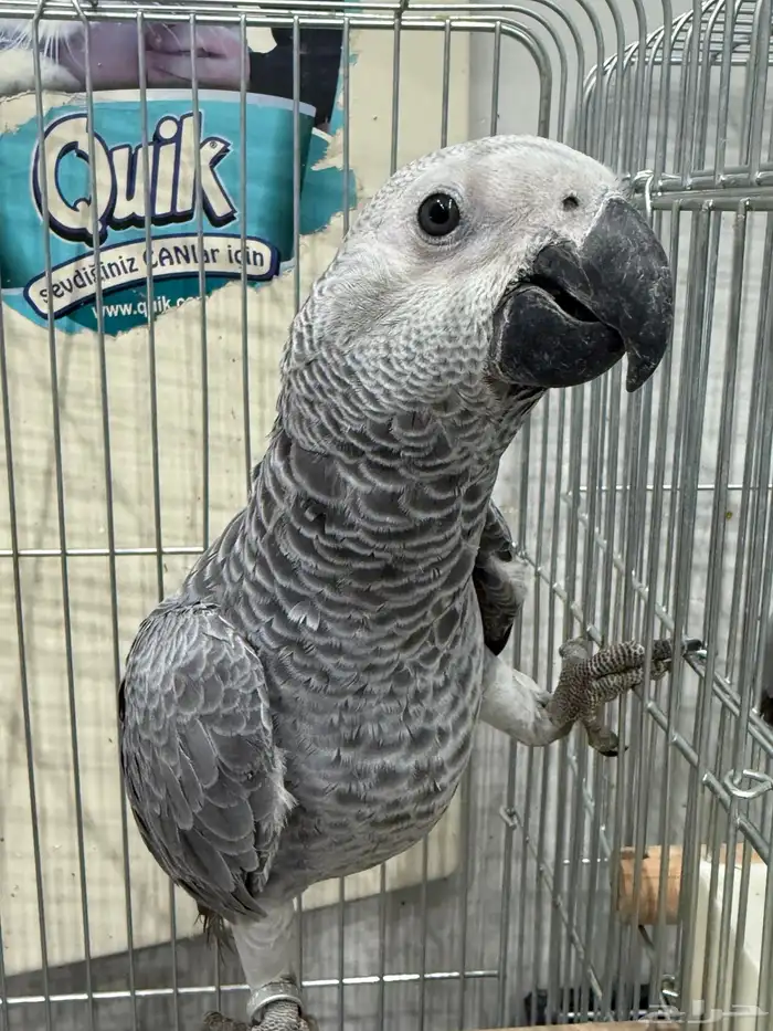 فروخ كاسكو جملة 2