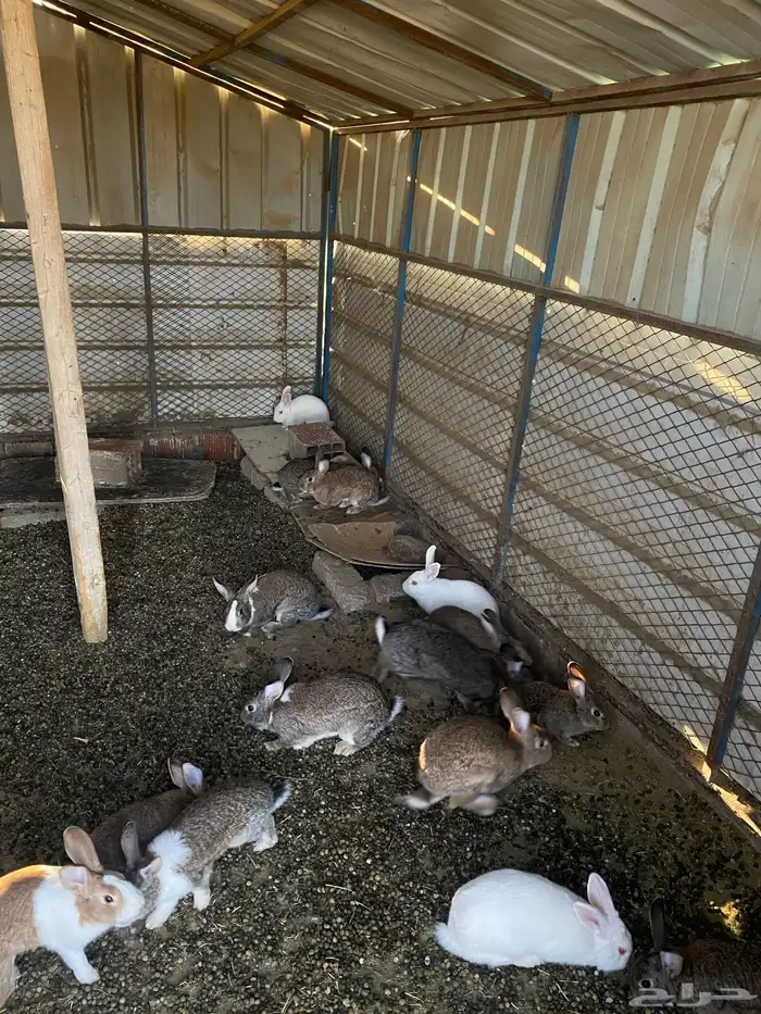 ارانب للبيع 0