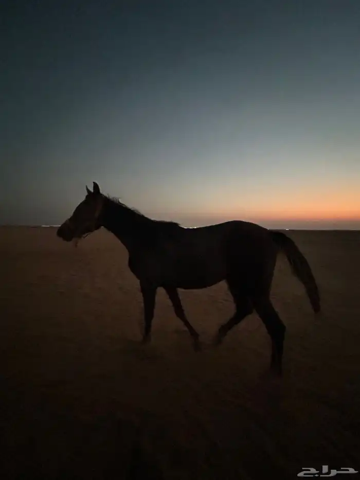 حصان شعبي معسوف هادي 0