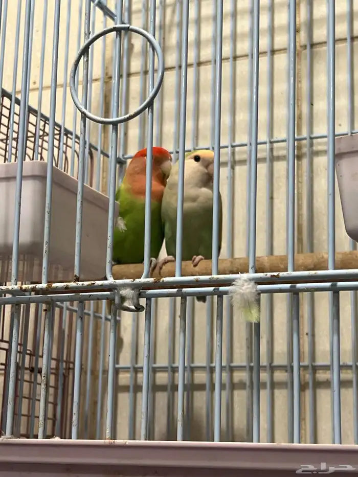 جوز روز البيض البينو عيون عمر. وجوز روز 15