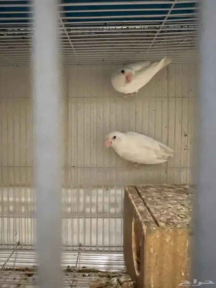 جوز روز البيض البينو عيون عمر. وجوز روز 5