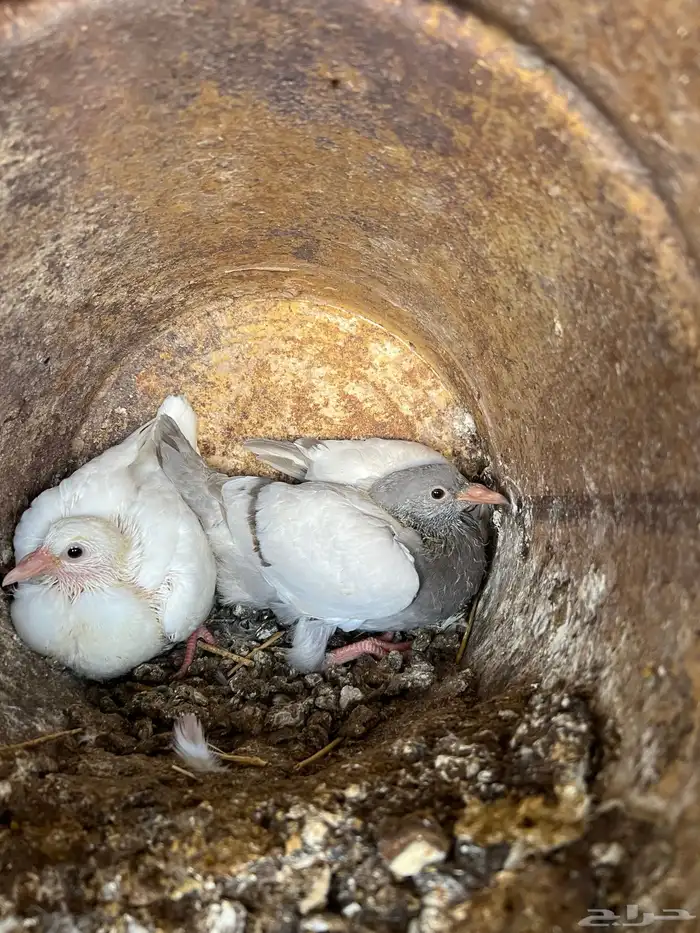 زغاليل حمام 5